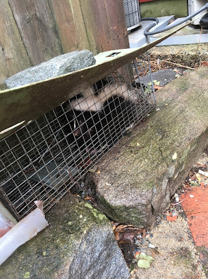 Skunk trapped & removed