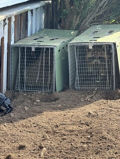 Humane Raccoon Removal by Discovery Wildlife Control. Connecticut Shoreline Professional Wildlife Control Solutions.